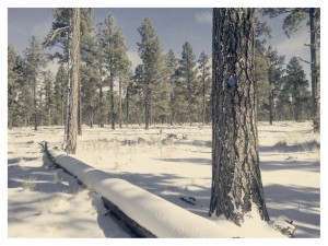 Rosey Trail